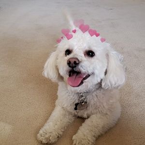 Meet your Posher, Georgia